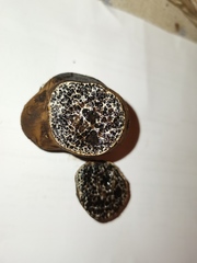 Melanogaster broomeanus