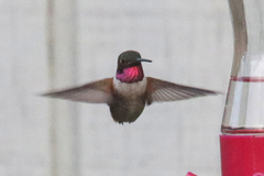 Archilochus alexandri × Selasphorus rufus