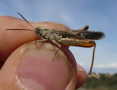 Chorthippus vagans