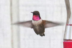 Archilochus alexandri × Selasphorus rufus