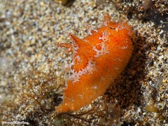 Plocamopherus maderae