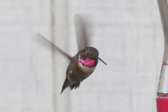 Archilochus alexandri × Selasphorus rufus