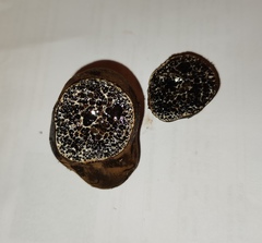 Melanogaster broomeanus