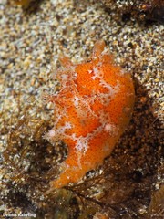 Plocamopherus maderae