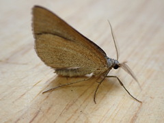 Petrophora chlorosata