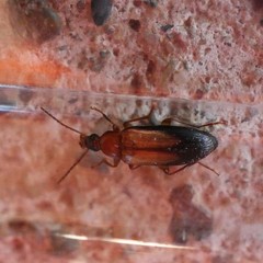 Euomma lateralis