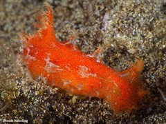 Plocamopherus maderae