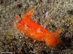 Plocamopherus maderae