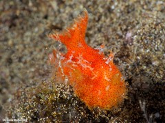 Plocamopherus maderae