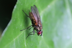 Hydrophoria lancifer