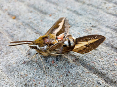 Hyles gallii