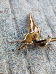 Hyles gallii