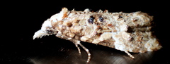 Phtheochroa rugosana