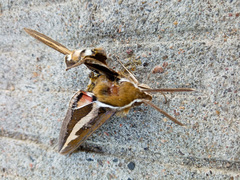 Hyles gallii