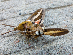 Hyles gallii