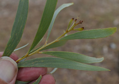 Acacia leptostachya