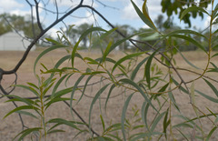 Acacia leptostachya