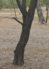 Acacia leptostachya