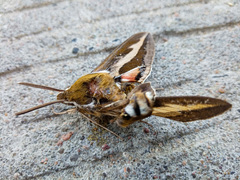 Hyles gallii