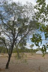 Acacia leptostachya