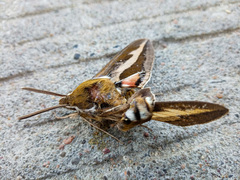 Hyles gallii