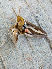 Hyles gallii