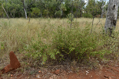Grewia savannicola