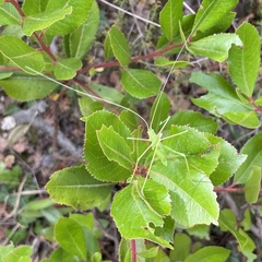 Acrometopa macropoda