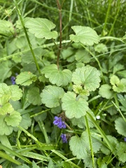 Glechoma hederacea