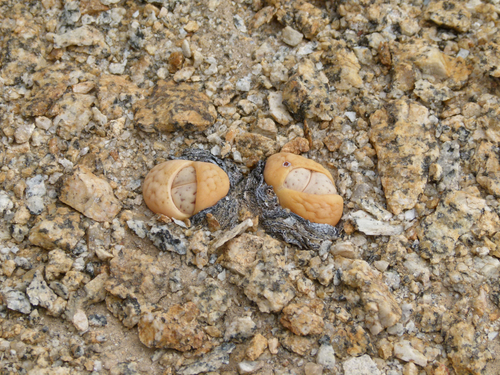 Lithops ruschiorum image