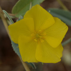 Melhania oblongifolia