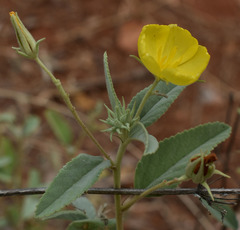 Melhania oblongifolia