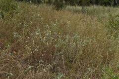 Melhania oblongifolia