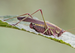 Enthephippion olivaceum