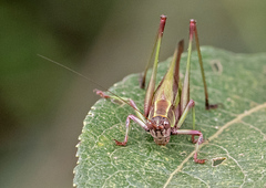 Enthephippion olivaceum