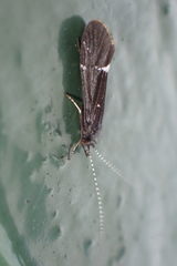 Athripsodes bilineatus