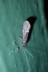 Athripsodes bilineatus