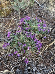 Oxytropis triphylla