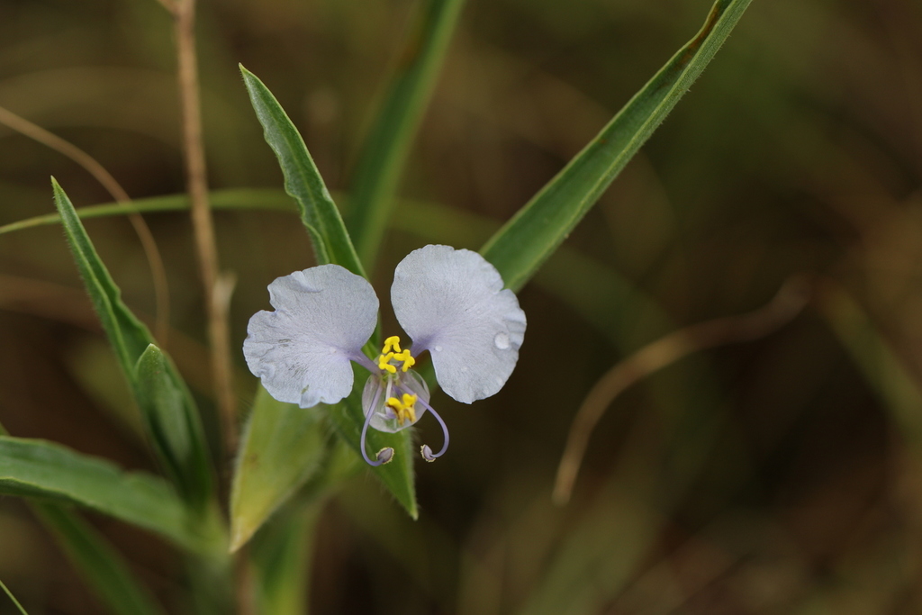 Livingston's Dayflower