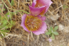 Calochortus plummerae