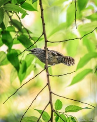 Pheugopedius maculipectus