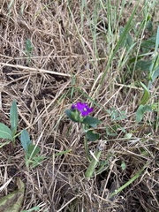 Legousia speculum-veneris