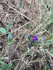 Legousia speculum-veneris
