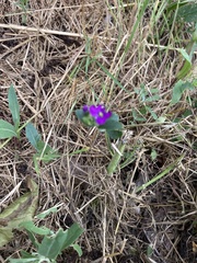 Legousia speculum-veneris