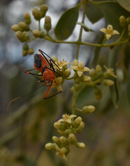 Poecilobdallus formosus