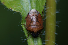 Rubiconia intermedia