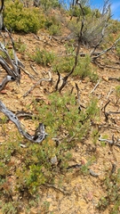 Arctostaphylos nissenana