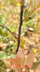 Arctostaphylos nissenana