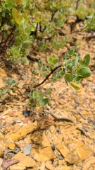 Arctostaphylos nissenana