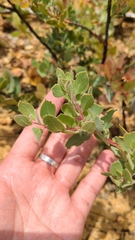 Arctostaphylos nissenana